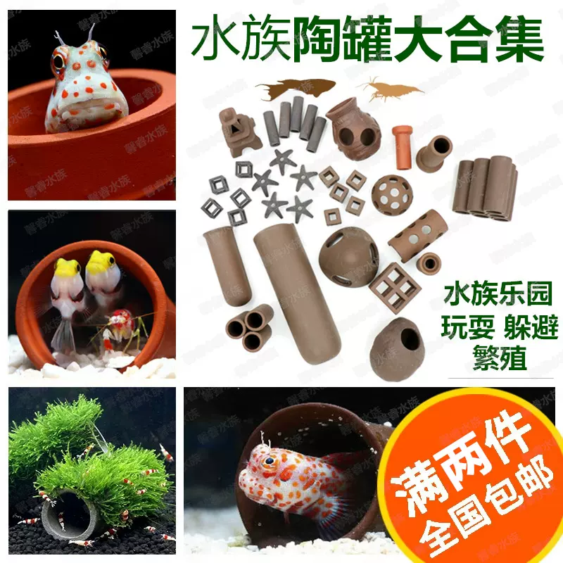 水晶虾产卵 新人首单立减十元 21年11月 淘宝海外