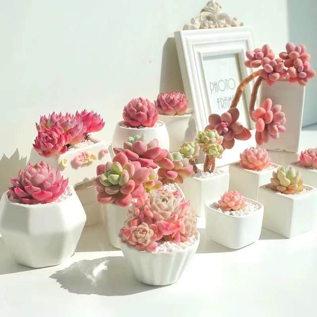 Succulent plant peach egg jade dew ice jade orange Monroe bear boy ruby ​​chihuahua money string expensive goods combination set meal