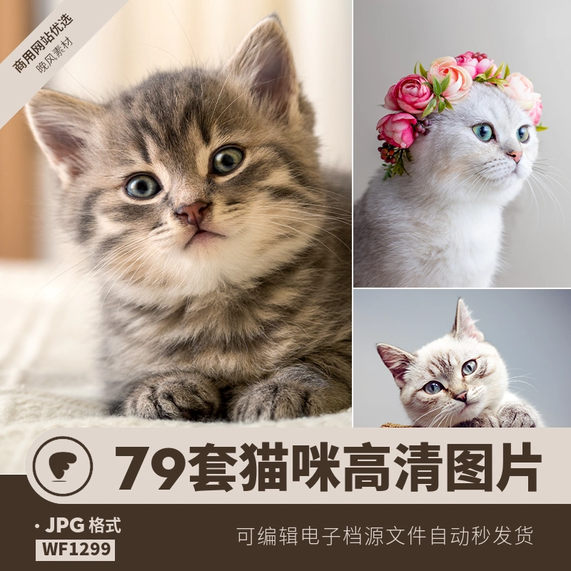 猫咪高清图片宠物猫猫可爱萌物漂亮实拍店铺海报背景jpg