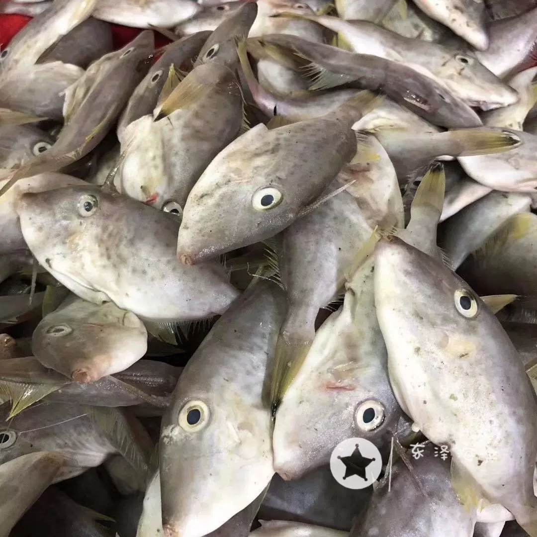 南海野生小號剝皮魚耗兒魚橡皮魚馬面魚扒皮魚