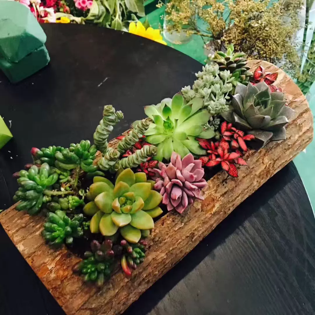 創意新款鬆木香樟木原木樹樁木質多肉植物鐵皮石斛專用花