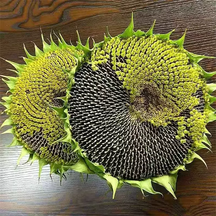 向日葵子瓜子 新人首单立减十元 21年11月 淘宝海外