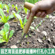Vegetable garden sowing hole drill transplanting seedlings top-dressing solid wood handle gardening vegetable seedlings flower sowing tool seedlings