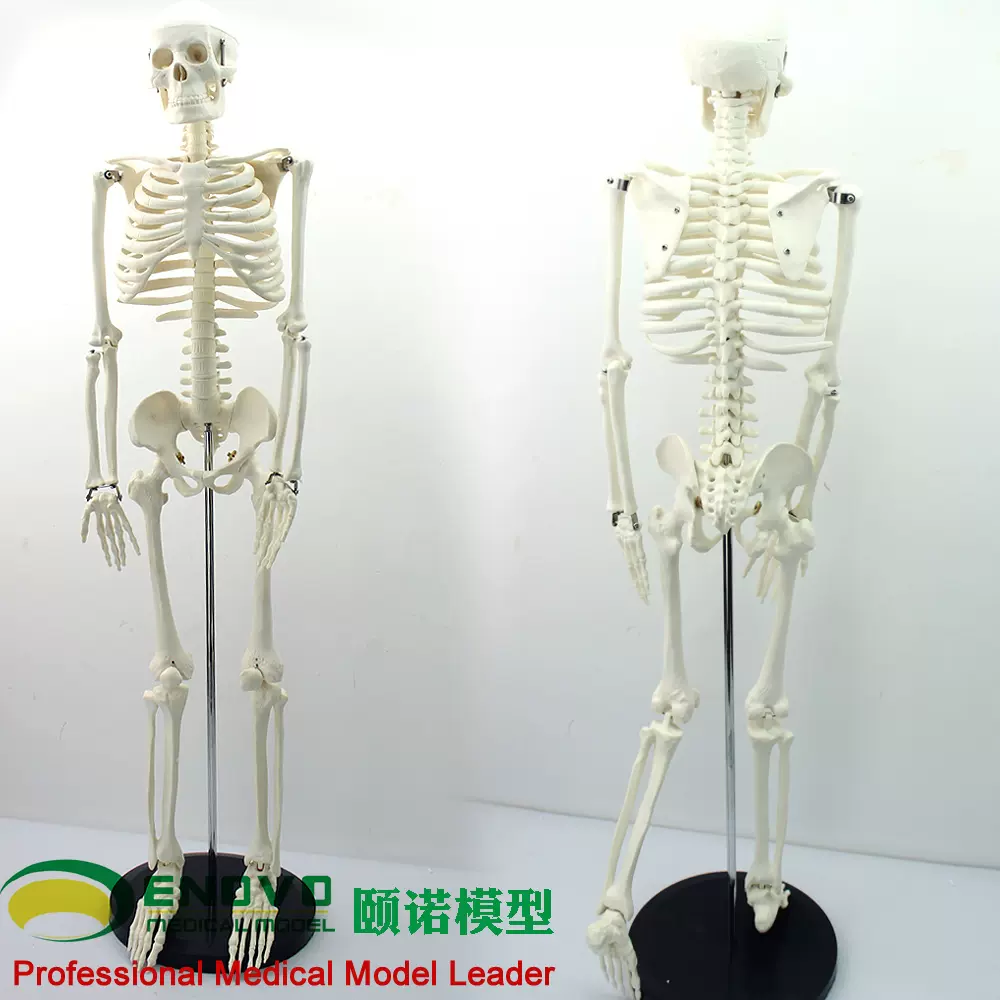 Enovo颐诺美术艺用医学85cm人体骨骼模型骨骼骨架教学模型中 Enovo颐诺美术艺用医学85cm人体骨骼模型骨骼骨架教学模型中