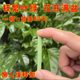 Plant slowdown fertilizer Nutrition Baseball Nourishing Flower Universal Folk Family Pot Potted Planted Planted Feds Fortune Tree Flower Green Plants
