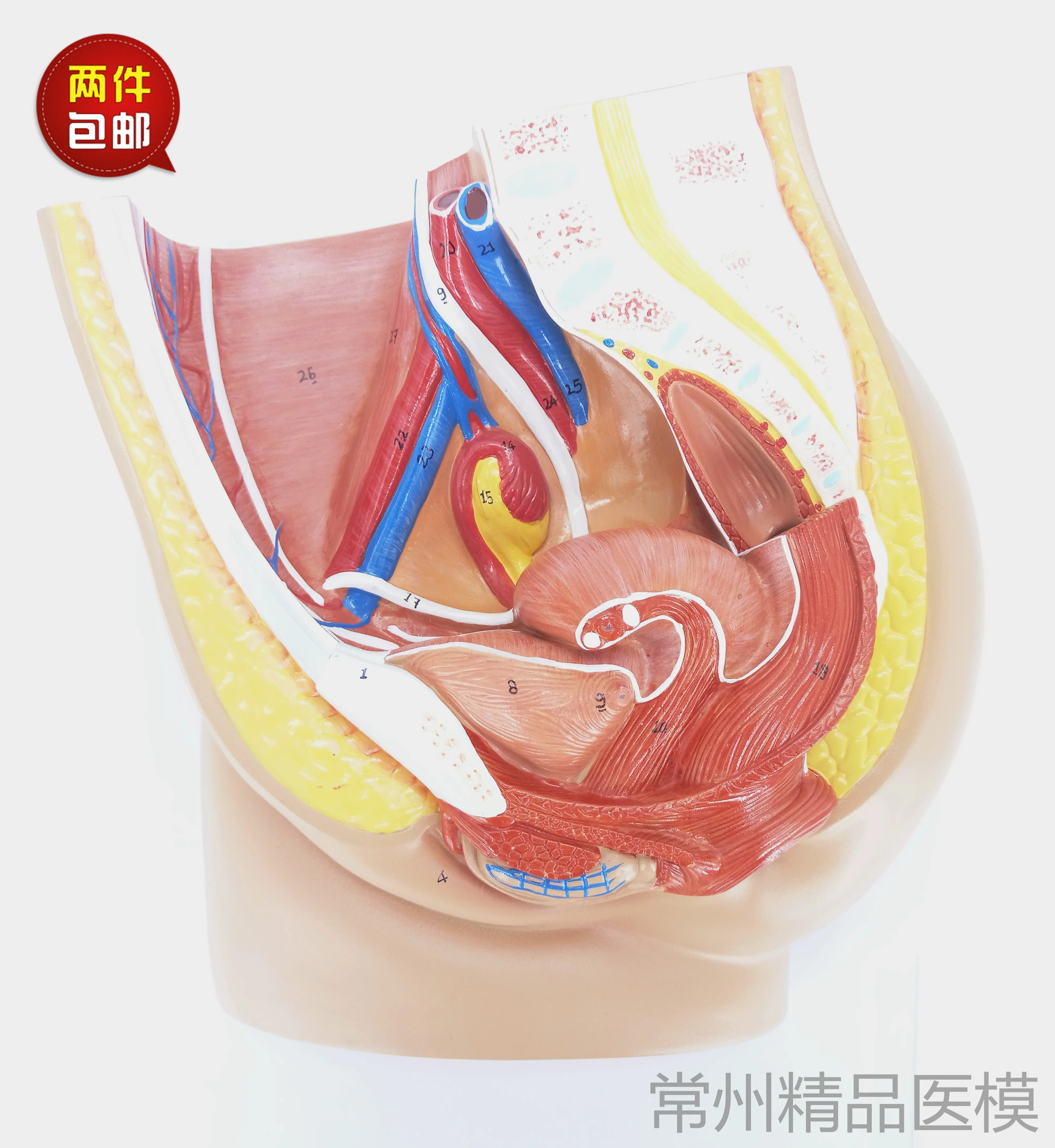 教学仿真女盆腔模型女性泌尿生殖系统标本正中矢状切人体解剖