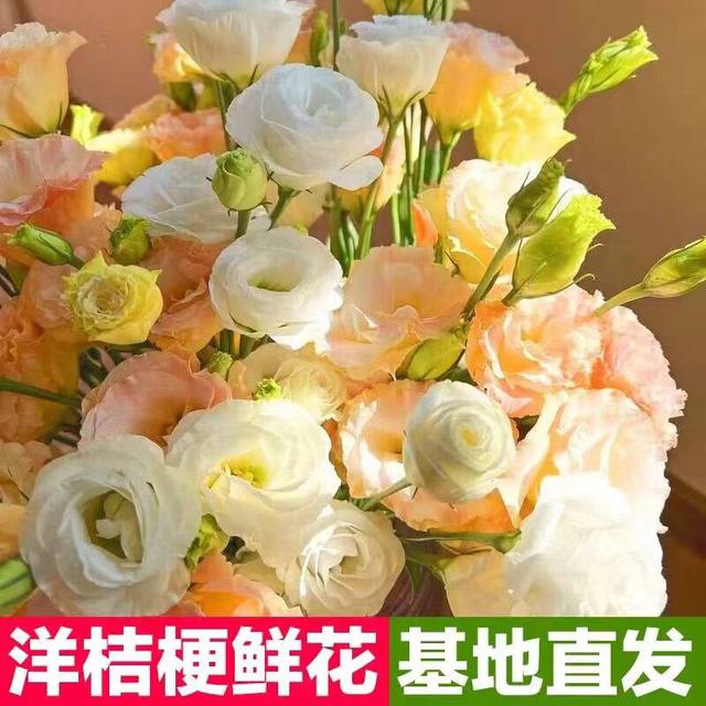 Platycodon flower arrangement, Yunnan flowers, Dounan flowers, bouquet base, water to raise household foreign stalks, platycodon flowers
