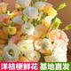 Platycodon flower arrangement, Yunnan flowers, Dounan flowers, bouquet base, water to raise household foreign stalks, platycodon flowers
