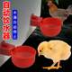 Raising chicken with automatic drinking water heater, chicken, duck and goose drink water bowl, drink water bowl quail puppet bird feed artifact chick chicken