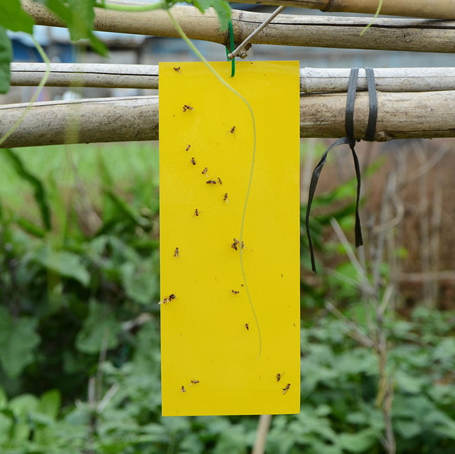 Yellow board double-sided sticky board insect trap blue board paper sticker yellow flying insect small black fly sticky fly trap sticky board moth