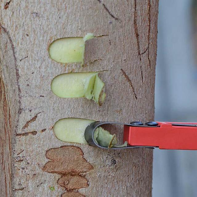 
Special knife for scraping bark, fruit tree scraper, multifunctional bark scraper, rot disease scraper, tree scratching tool