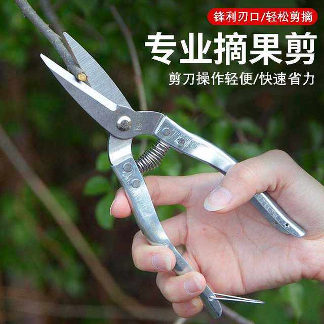 Stainless steel garden pruning shears, fruit picking shears, grape and orange special picking tools, garden fruit tree scissors, spring shears
