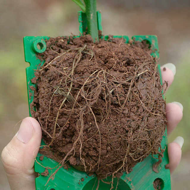 Plant grafting box propagation box root control box transplant root ball flower fruit tree cutting seedling cultivation artifact horticulture