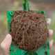 Plant grafting box propagation box root control box transplant root ball flower fruit tree cutting seedling cultivation artifact horticulture