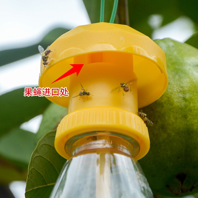 Simple Fly Fly Catcher Gatey Orchards, Orange Fly Xiaoli Ship Chin, Fighter, Seed Catal Seductive Fruit Drone
