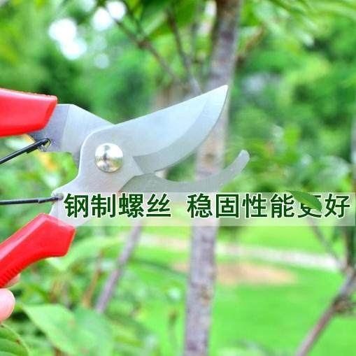 Gardening branches cutting gardening tool Scissors scissors scissors Spring fruit cutting garden scissors scissors and cut flowers
