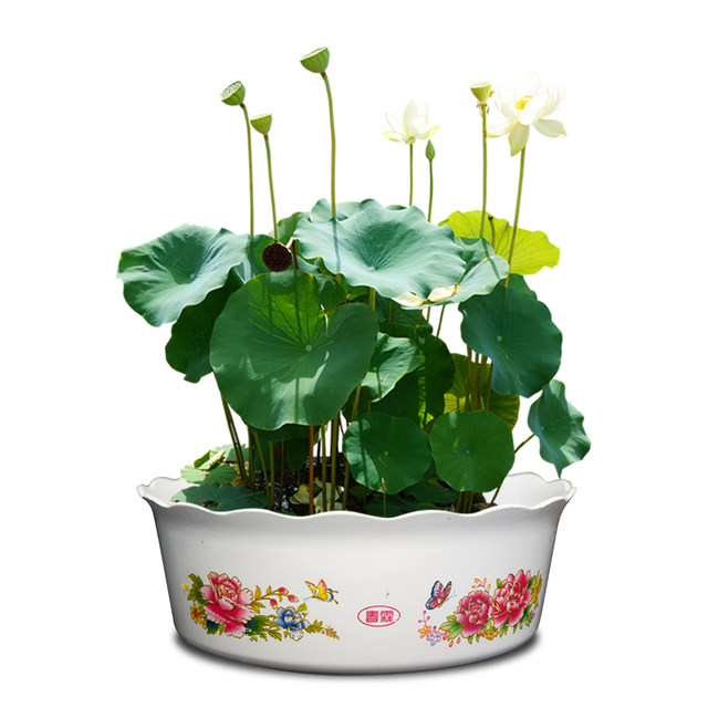 Non-porous hydroponic plastic narcissus flower pot thickened copper money grass bowl lotus lotus water lily water plant special small flower pot