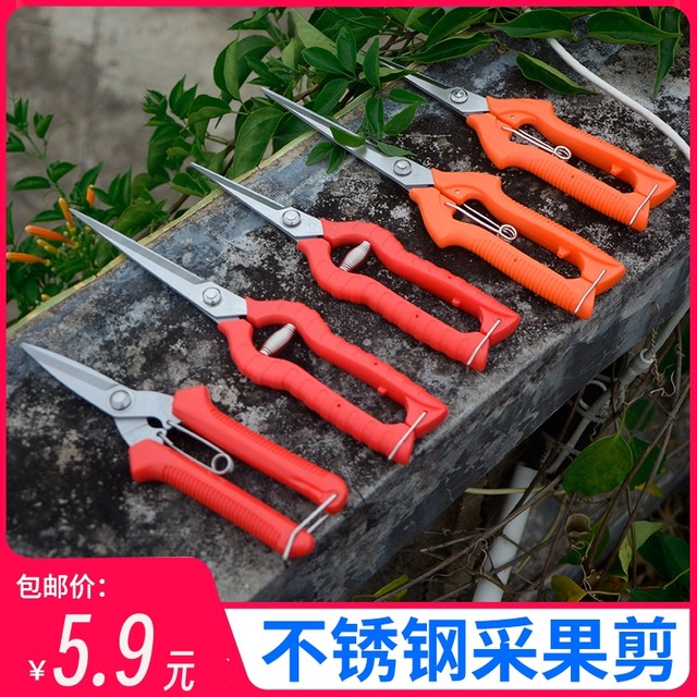 Sagawa field thin fruit picking scissors, fruit thinning, gardening twig saw, grapevine betel nut, orange citrus pruning shears