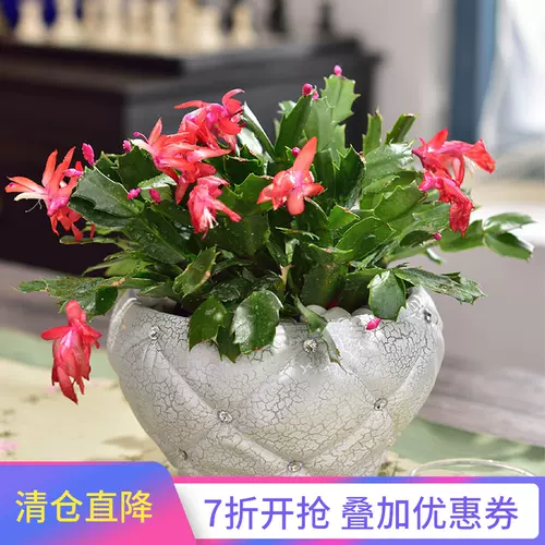 万年青盆景 新人首单立减十元 22年2月 淘宝海外