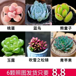 熊童子盆 新人首单立减十元 22年7月 淘宝海外 熊童子盆 新人首单立减十元 22年7月 淘宝海外