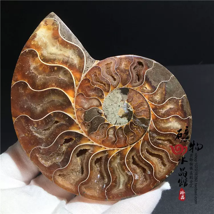 天然古生物化石切片螺化石切开收藏观赏石实物图可选特价-Taobao