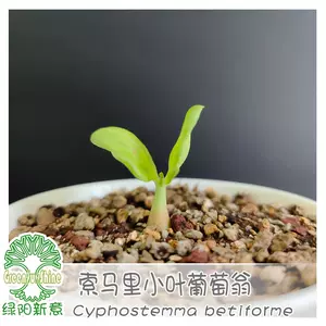 塊根植物盆 Top 500件塊根植物盆 22年12月更新 Taobao