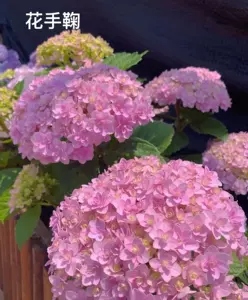 手鞠花 新人首单立减十元 22年5月 淘宝海外