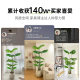 Nordic light luxury simulated monstera bamboo large indoor living room floor-standing home landscaping potted green plant decorative ornaments