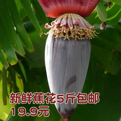 芭蕉花新鲜 新人首单立减十元 22年1月 淘宝海外 芭蕉花新鲜 新人首单立减十元 22年1月 淘宝海外