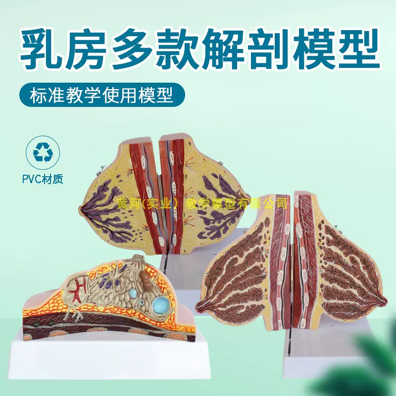 乳房模型胸模型胸部解剖模型静止期哺乳期女性乳房结构造医学教学 Taobao