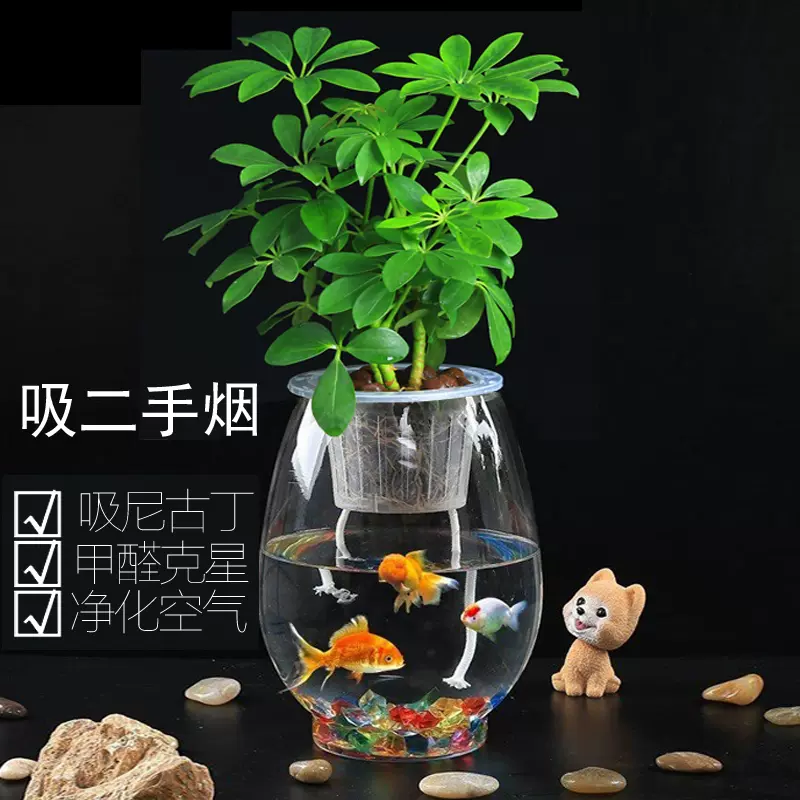 养鱼 水培植物水生室内可富贵竹植物水培玻璃花瓶水