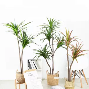 龙铁树植物 新人首单立减十元 22年2月 淘宝海外