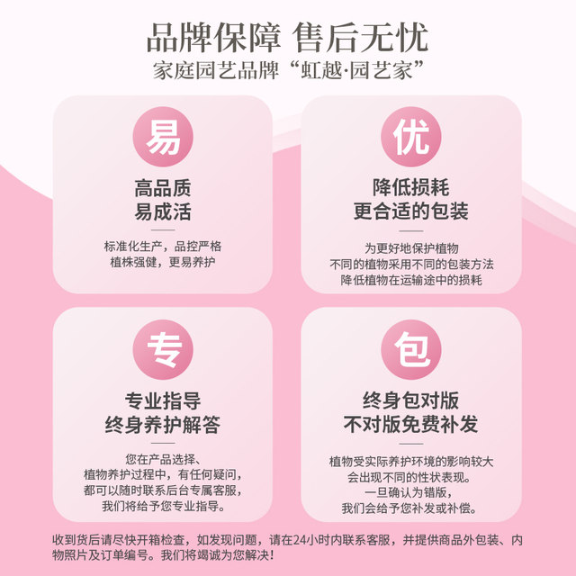 Hongyue Green Cherry Double Petals Blossoms Blossoms Flowers and Pot Plants Big Snails Climbing Vines Flowers and Plants Balcony Flowers and Trees Old Pile