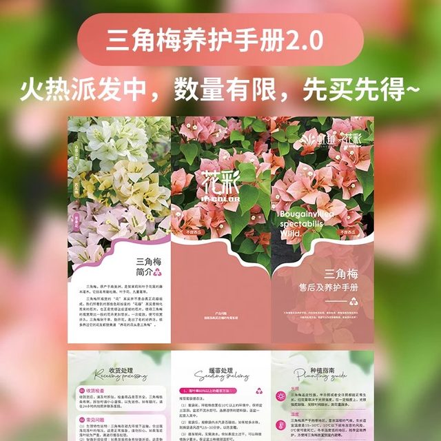Hongyue Green Cherry Double Petals Blossoms Blossoms Flowers and Pot Plants Big Snails Climbing Vines Flowers and Plants Balcony Flowers and Trees Old Pile