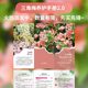 Hongyue Green Cherry Double Petals Blossoms Blossoms Flowers and Pot Plants Big Snails Climbing Vines Flowers and Plants Balcony Flowers and Trees Old Pile