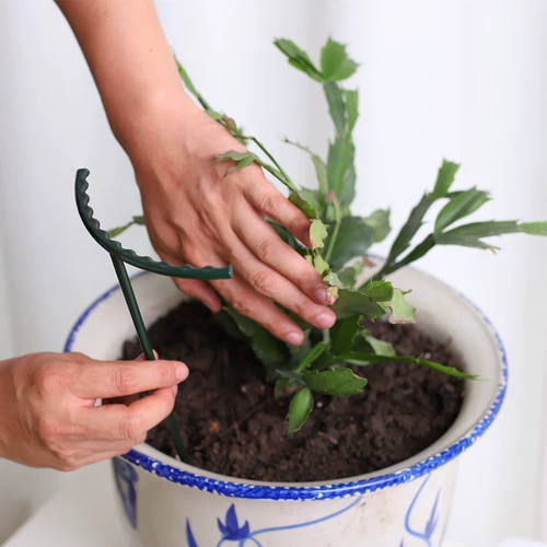 Краб -когти орхидеи подсолнечные листья сборы листья