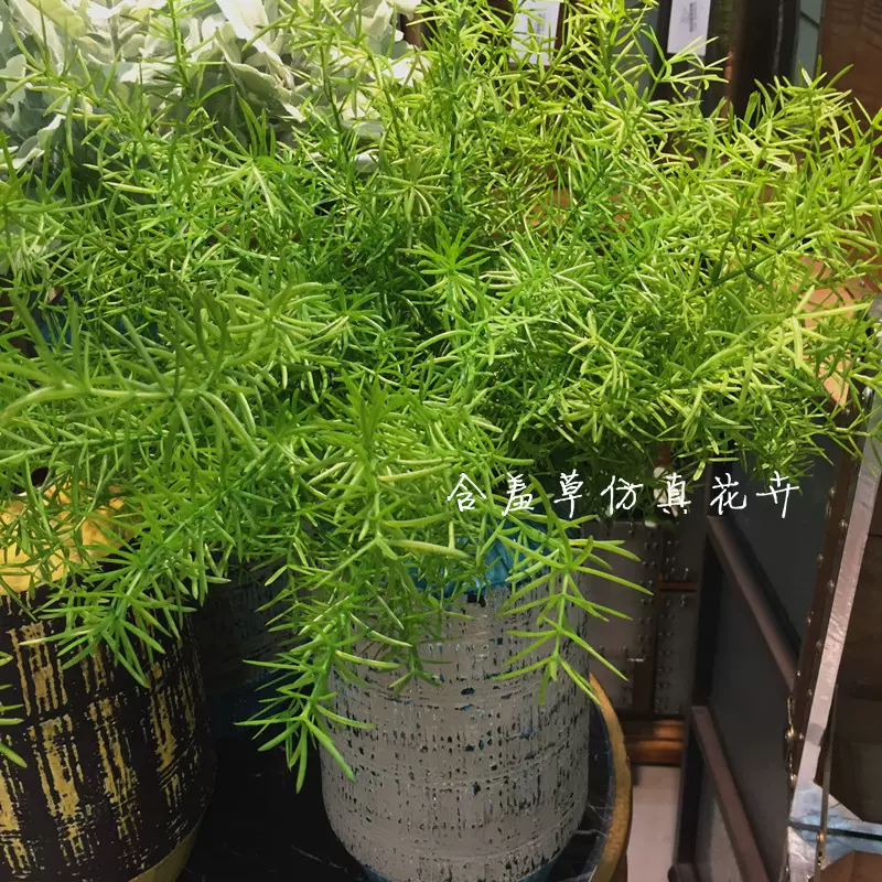 狐尾植物 新人首单立减十元 21年12月 淘宝海外