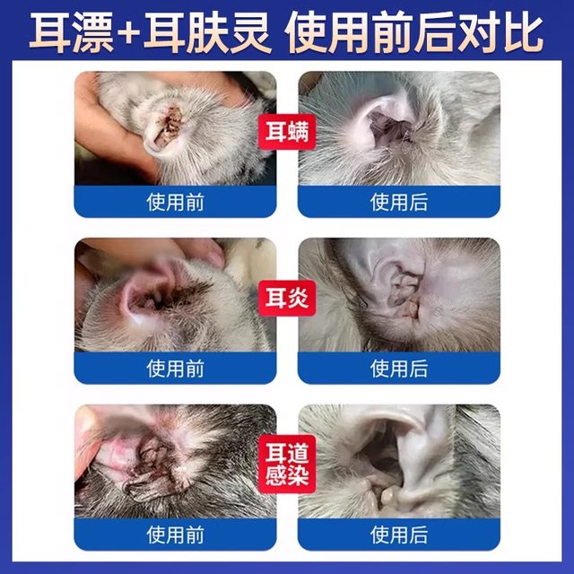 Photo inspiration: Gallery Detail: Ear Skinned French Wilong Ear Mite Cats Drift Ear Dog