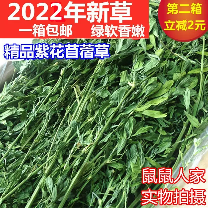 包郵22年優質紫花苜蓿草兔糧飼料兔子豚鼠龍貓荷蘭