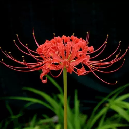 曼珠沙华盆栽彼岸花 新人首单立减十元 22年2月 淘宝海外