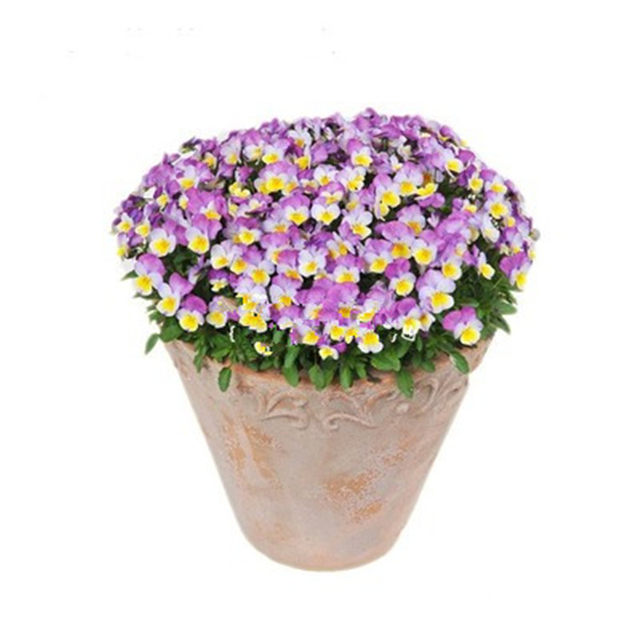 The horny pansy flower seedlings wrinkled edges The horny pansy pansy cold-resistant garden garden garden plantings balcony potted plants are cold-resistant and easy to maintain
