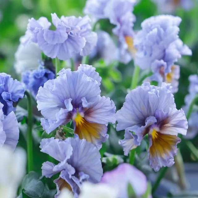 The horny pansy flower seedlings wrinkled edges The horny pansy pansy cold-resistant garden garden garden plantings balcony potted plants are cold-resistant and easy to maintain