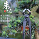 Zhuji ball joint shears, ball shears, Zhuji professional bonsai tools, ball shears, ball pliers, Zhuji genuine pruning shears, stainless steel