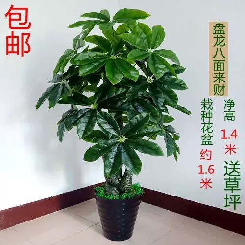 发财树滴水观音真植物盆栽绿植假树大型客厅落地假盆景