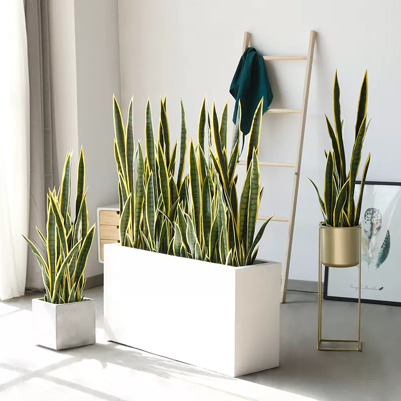 仿真绿植虎皮兰盆景摆件植物北欧ins风装饰室内客厅大型