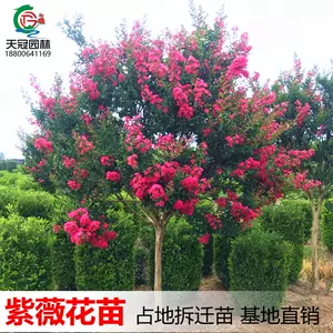 紫薇苗木 新人首單立減十元 22年10月 淘寶海外