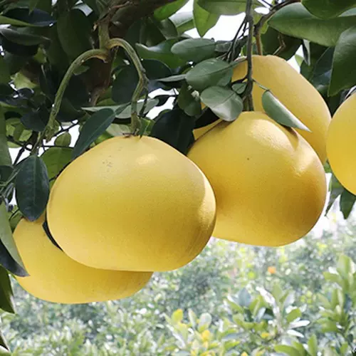 柚子树苗 新人首单立减十元 22年2月 淘宝海外 柚子树苗 新人首单立减十元 22年2月 淘宝海外