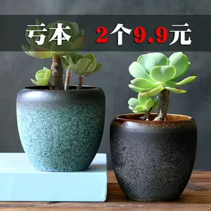 老庄植物- Top 500件老庄植物- 2024年2月更新- Taobao