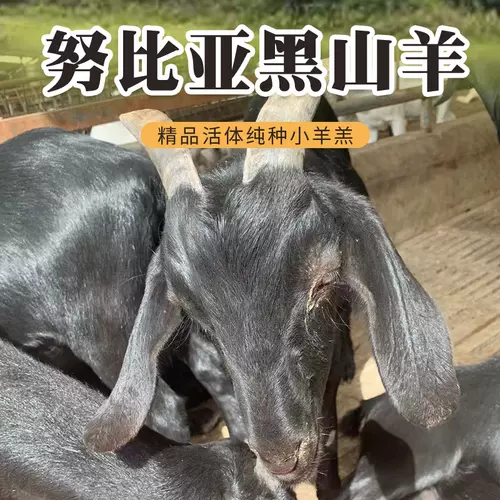 黑山羊养殖 新人首单立减十元 22年1月 淘宝海外
