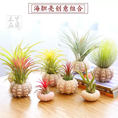 空气凤梨种植 新人首单立减十元 22年1月 淘宝海外